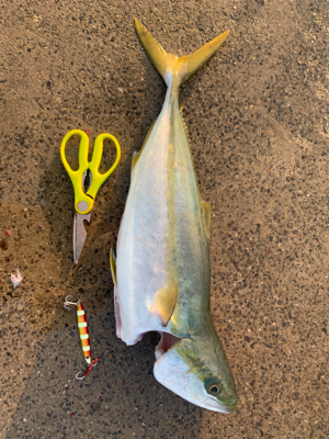 ジグパラで青物