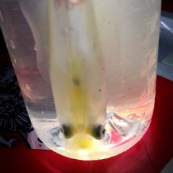 アジング練習 242  ヒイカ調査