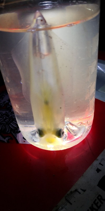 アジング練習 242  ヒイカ調査