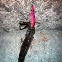 ヒイカ釣れません