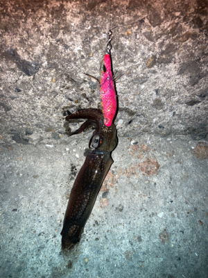 ヒイカ釣れません