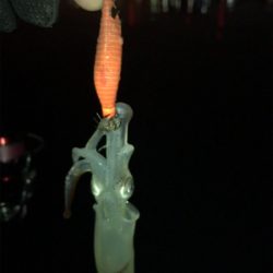 何時もと違う場所でもヒイカGET (^^)/