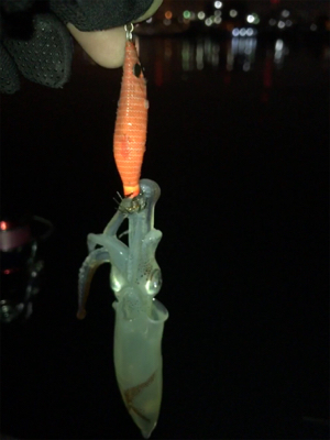 何時もと違う場所でもヒイカGET (^^)…