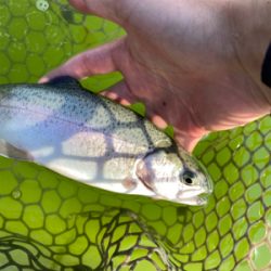 短時間トラウト釣行頻度