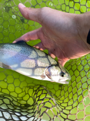 短時間トラウト釣行頻度