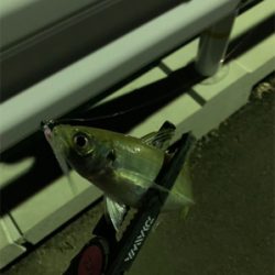 久しぶりの釣果