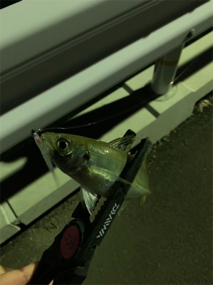 久しぶりの釣果