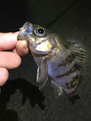 寒いけどメバリング