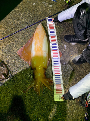 アカイカ 90cm アコウ他