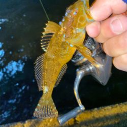 アジングのはずが？