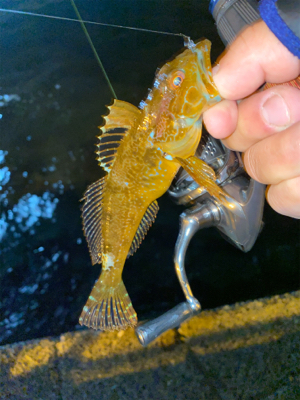 アジングのはずが？