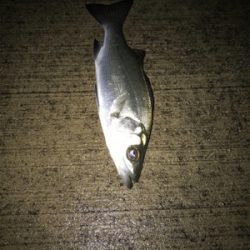 クリスマスイブの釣行！