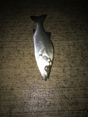 クリスマスイブの釣行！