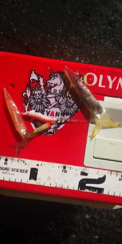 アジング練習 243  ヒイカ調査