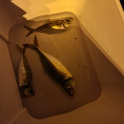 アジング初心者1釣行