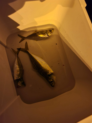 アジング初心者1釣行