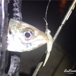 爆風極寒激渋アジング