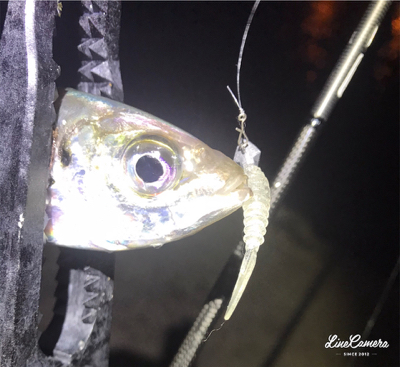 爆風極寒激渋アジング