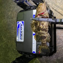 色々釣れるそれがアジング