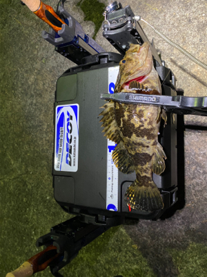 色々釣れるそれがアジング　