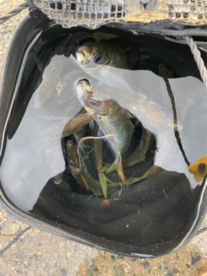 朝マヅメアジング！