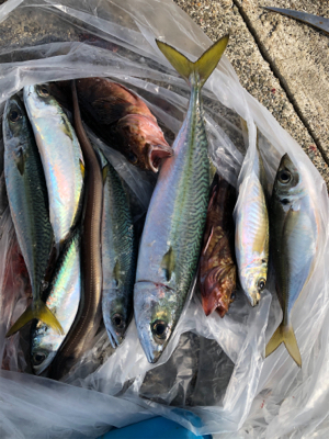 ハマチとサゴシ終了？