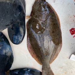 ヒラメリベンジ