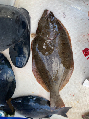 ヒラメリベンジ