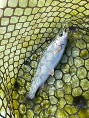 エリアトラウト