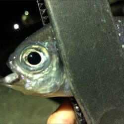 癒しのライトゲーム♪