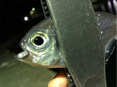 癒しのライトゲーム♪