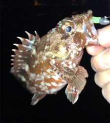 アジングナイト(久々の無風)