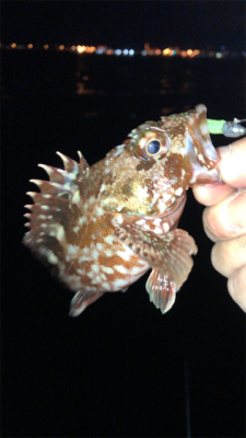 アジングナイト(久々の無風)