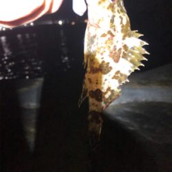 チニングがガシラングに