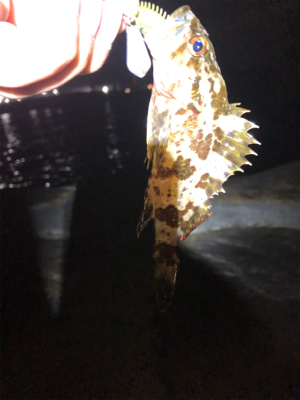 チニングがガシラングに