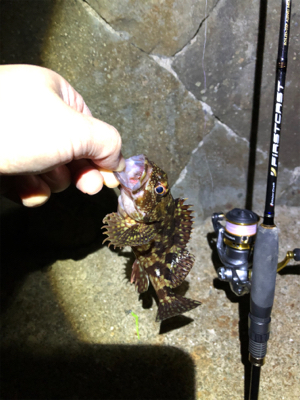 釣り納めロックフィッシュ