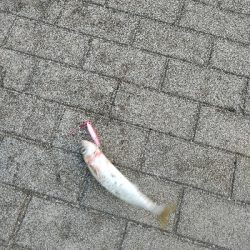 釣り納めかな。