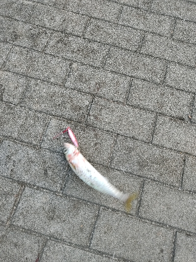 釣り納めかな。