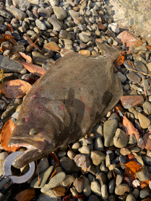 マイボートでライトジギング&タイラ…