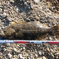 ワームでヒラメ