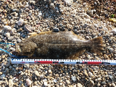 ワームでヒラメ