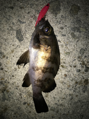 メバル開幕！2020ライトゲーム第40戦