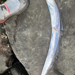 朝マズメのタチウオ釣果！！