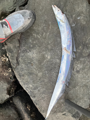 朝マズメのタチウオ釣果！！