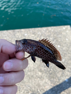 ほのぼのライトゲーム