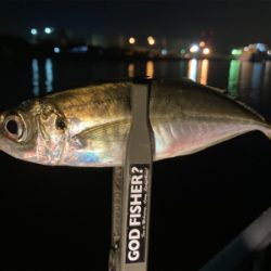 2020年最後のアジング投稿【釣り納め】