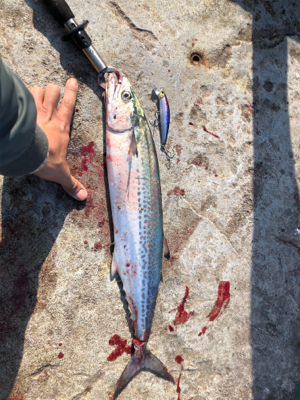 必見！サゴシの夢は終わらないゾ