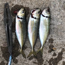 朝マズメ中アジ好調