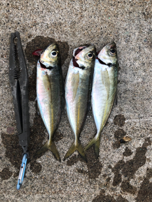 朝マズメ中アジ好調