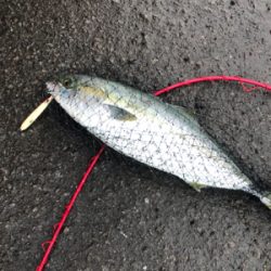 もしかしてブリマサ?